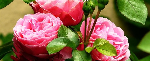 Rózsák széles választéka a Megyeri kertészetben!